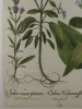 BOTANIQUE - Gravure originale in-folio sur cuivre, imprimée sur papier vergé filigrané et aquarellée à la main, provenant du HORTUS EYSTETTENSIS de ...