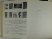 Un art à l'état brut. Peintures et sculptures des aborigènes d'Australie.  par Karel KUPKA - André BRETON. Préface d'Alfred Bühler.  - Image 4
