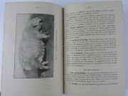 Traité de porciculture à l'Usage des Eleveurs, des Elèves des Ecoles d'Agriculture, des Ecoles Temporaires agricoles et des Ecoles Ménagères.  par Alex. Moureaux - Image 3