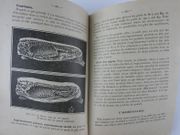 Traité de porciculture à l'Usage des Eleveurs, des Elèves des Ecoles d'Agriculture, des Ecoles Temporaires agricoles et des Ecoles Ménagères.  par Alex. Moureaux - Image 6