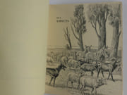 Toute la Camargue. 2 Volumes.  par Tony Burnand et Joseph Oberthür. Précédé d'une préface de Monsieur le Professeu Bressou - Image 4