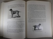 Les chiens d'arrêt par Jean Castaing - Image 3