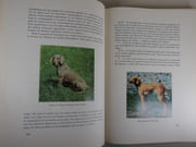Les chiens d'arrêt par Jean Castaing - Image 5