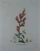 MUFLIER DES JARDINS Planche n°260   Plantes de la France, décrites et peintes d'après nature.  Gravure en couleurs sur cuivre au format 21x27cm. ...