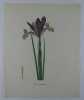 IRIS SPATULEE  Planche n°201  Plantes de la France, décrites et peintes d'après nature. Gravure en couleurs sur cuivre au format 21x27cm. (BOTANIQUE) ...