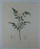 JASMIN COMMUN  Planche n°203 Plantes de la France, décrites et peintes d'après nature. Gravure en couleurs sur cuivre au format 21x27cm. (BOTANIQUE) ...