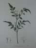 JASMIN COMMUN  Planche n°203 Plantes de la France, décrites et peintes d'après nature. Gravure en couleurs sur cuivre au format 21x27cm. (BOTANIQUE) ...