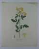 JASMIN D'ITALIE   Planche n°204 Plantes de la France, décrites et peintes d'après nature.  Gravure en couleurs sur cuivre au format 21x27cm. ...