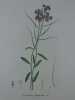 JULIENNE MARITIME  Planche n°205  Plantes de la France, décrites et peintes d'après nature. Gravure en couleurs sur cuivre au format 21x27cm. ...