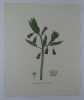 JUSQUIAME DE SCOPOLI  Planche n°207  Plantes de la France, décrites et peintes d'après nature.  Gravure en couleurs sur cuivre au format 21x27cm. ...