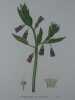 JUSQUIAME DE SCOPOLI  Planche n°207  Plantes de la France, décrites et peintes d'après nature.  Gravure en couleurs sur cuivre au format 21x27cm. ...