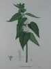 LAMIER BLANC  Planche n°209 Plantes de la France, décrites et peintes d'après nature. Gravure en couleurs sur cuivre au format 21x27cm. (BOTANIQUE) ...