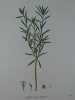 LEDON DES MARAIS  Planche n°211  Plantes de la France, décrites et peintes d'après nature.  Gravure en couleurs sur cuivre au format 21x27cm. ...