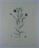 LIN CULTIVE  Planche n°212  Plantes de la France, décrites et peintes d'après nature.  Gravure en couleurs sur cuivre au format 21x27cm (BOTANIQUE) ...