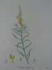 LINAIRE COMMUNE. Planche n°214 Plantes de la France, décrites et peintes d'après nature.  Gravure en couleurs sur cuivre au format 21x27cm (BOTANIQUE) ...