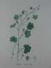 LINAIRE CYMBALAIRE  Planche n°215 Plantes de la France, décrites et peintes d'après nature.  Gravure en couleurs sur cuivre au format 21x27cm ...