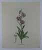 LYS MARTAGON Planche n°217  Plantes de la France, décrites et peintes d'après nature.  Gravure en couleurs sur cuivre au format 21x27cm (BOTANIQUE) ...