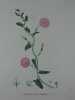 LISERON DES CHAMPS Planche n°218  Plantes de la France, décrites et peintes d'après nature. Gravure en couleurs sur cuivre au format 21x27cm ...