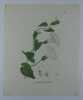 LISERON DES HAIES Planche n°219 Plantes de la France, décrites et peintes d'après nature. Gravure en couleurs sur cuivre au format 21x27cm (BOTANIQUE) ...
