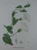 LISERON DES HAIES Planche n°219 Plantes de la France, décrites et peintes d'après nature. Gravure en couleurs sur cuivre au format 21x27cm (BOTANIQUE) ...