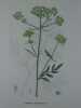 LIVECHE OFFICINALE  Planche n°221  Plantes de la France, décrites et peintes d'après nature.  Gravure en couleurs sur cuivre au format 21x27cm ...