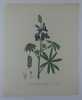 LUPIN A FLEURS VARIEES  Planche n°223 Plantes de la France, décrites et peintes d'après nature. Gravure en couleurs sur cuivre au format 21x27cm ...