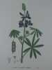 LUPIN A FLEURS VARIEES  Planche n°223 Plantes de la France, décrites et peintes d'après nature. Gravure en couleurs sur cuivre au format 21x27cm ...