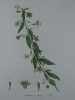 LYCIET CULTIVE  Planche n°226  Plantes de la France, décrites et peintes d'après nature.  Gravure en couleurs sur cuivre au format 21x27cm (BOTANIQUE) ...