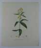 LYSIMAQUE COMMUNE  Planche n°228  Plantes de la France, décrites et peintes d'après nature.  Gravure en couleurs sur cuivre au format 21x27cm ...