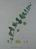 LYSIMAQUE NUMMULAIRE  Planche n°229  Plantes de la France, décrites et peintes d'après nature. Gravure en couleurs sur cuivre au format 21x27cm ...