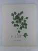 MACRE FLOTTANTE  Planche n°230  Plantes de la France, décrites et peintes d'après nature.  Gravure en couleurs sur cuivre au format 21x27cm ...