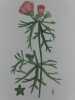 MAUVE ALCEE  Planche n°231 Plantes de la France, décrites et peintes d'après nature.  Gravure en couleurs sur cuivre au format 21x27cm (BOTANIQUE) ...