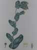 MELINET RUDE   Planche n°234  Plantes de la France, décrites et peintes d'après nature. Gravure en couleurs sur cuivre au format 21x27cm (BOTANIQUE) ...