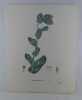 MELINET RUDE   Planche n°234  Plantes de la France, décrites et peintes d'après nature. Gravure en couleurs sur cuivre au format 21x27cm (BOTANIQUE) ...