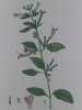 MELISSE A GRANDES FLEURS  Planche n°235  Plantes de la France, décrites et peintes d'après nature. Gravure en couleurs sur cuivre au format 21x27cm ...