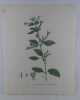 MELISSE A GRANDES FLEURS  Planche n°235  Plantes de la France, décrites et peintes d'après nature. Gravure en couleurs sur cuivre au format 21x27cm ...