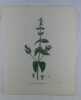 MENTHE POIVREE  Planche n°237  Plantes de la France, décrites et peintes d'après nature.  Gravure en couleurs sur cuivre au format 21x27cm (BOTANIQUE) ...