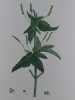 MERCURIALE ANNUELLE   Planche n°240 Plantes de la France, décrites et peintes d'après nature. Gravure en couleurs sur cuivre au format 21x27cm ...