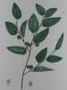 MICOCOULIER DE PROVENCE  Planche n°241  Plantes de la France, décrites et peintes d'après nature.  Gravure en couleurs sur cuivre au format 21x27cm ...