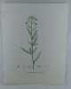 MILLE FEUILLE COMMUNE  Planche n°242  Plantes de la France, décrites et peintes d'après nature. Gravure en couleurs sur cuivre au format 21x27cm ...