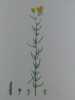 MILLE FEUILLE SANTOLINE  Planche n°244 Plantes de la France, décrites et peintes d'après nature.  Gravure en couleurs sur cuivre au format 21x27cm ...