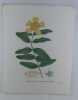 MILLEPERTUIS A GRANDES FLEURS Planche n°246 Plantes de la France, décrites et peintes d'après nature. Gravure en couleurs sur cuivre au format 21x27cm ...