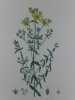 MILLEPERTUIS PERFORE  Planche n°247 Plantes de la France, décrites et peintes d'après nature. Gravure en couleurs sur cuivre au format 21x27cm ...