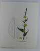 MOLENE LYCNITE  Planche n°249  Plantes de la France, décrites et peintes d'après nature. Gravure en couleurs sur cuivre au format 21x27cm (BOTANIQUE) ...