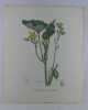 MOMORDIQUE ELASTIQUE  Planche n°250  Plantes de la France, décrites et peintes d'après nature. Gravure en couleurs sur cuivre au format 21x27cm ...