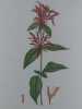 MONARDA ECARLATE Planche n°251  Plantes de la France, décrites et peintes d'après nature. Gravure en couleurs sur cuivre au format 21x27cm (BOTANIQUE) ...