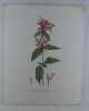 MONARDA ECARLATE Planche n°251  Plantes de la France, décrites et peintes d'après nature. Gravure en couleurs sur cuivre au format 21x27cm (BOTANIQUE) ...