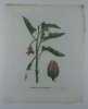 MORELLE MELONGENE Planche n°255  Plantes de la France, décrites et peintes d'après nature. Gravure en couleurs sur cuivre au format 21x27cm ...