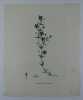 MOURON DE MONELLI Planche n°258  Plantes de la France, décrites et peintes d'après nature. Gravure en couleurs sur cuivre au format 21x27cm ...
