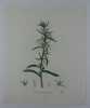 MUGUET DE MAI Planche n°261  Plantes de la France, décrites et peintes d'après nature.  Gravure en couleurs sur cuivre au format 21x27cm.  (BOTANIQUE) ...